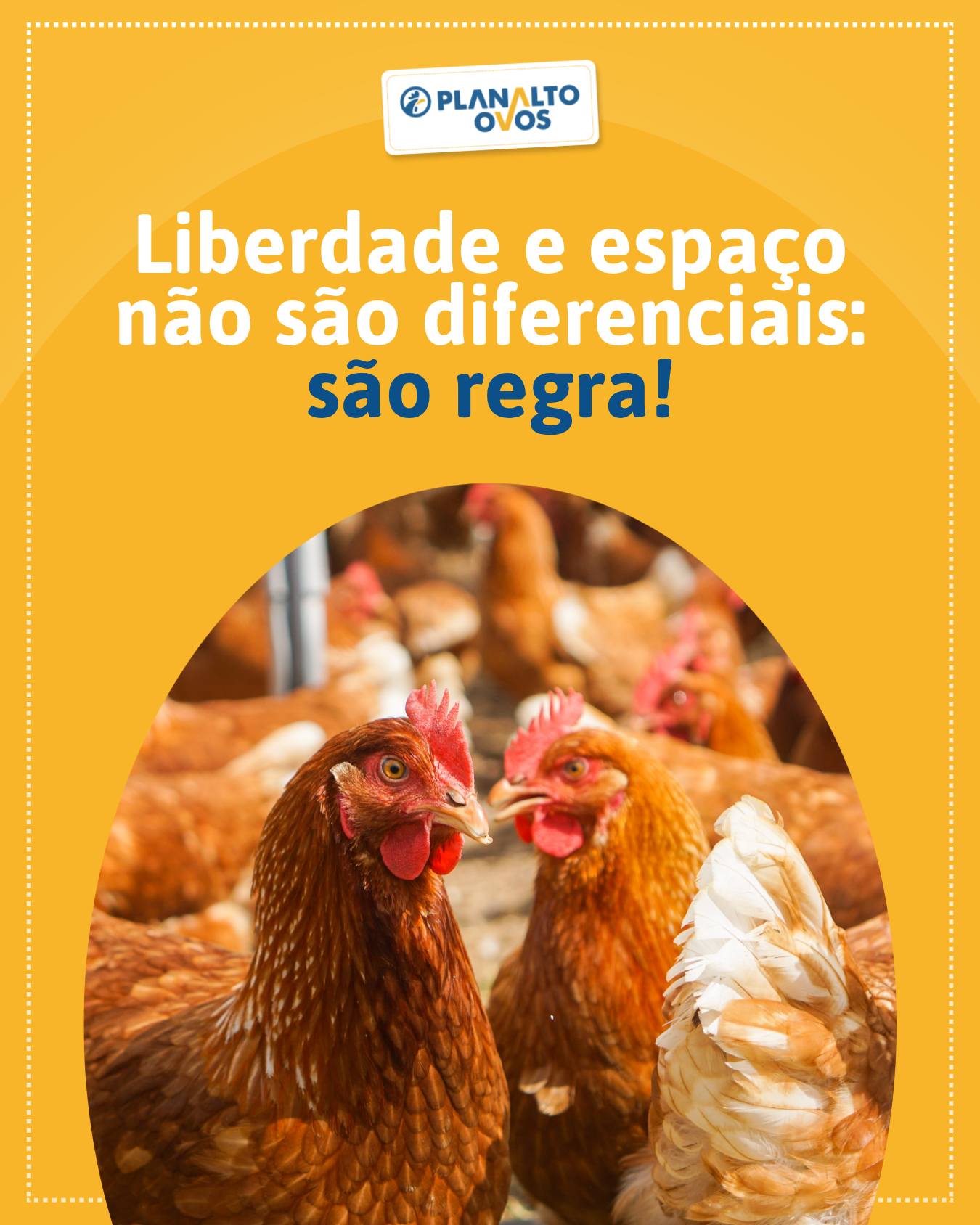 Galinhas felizes